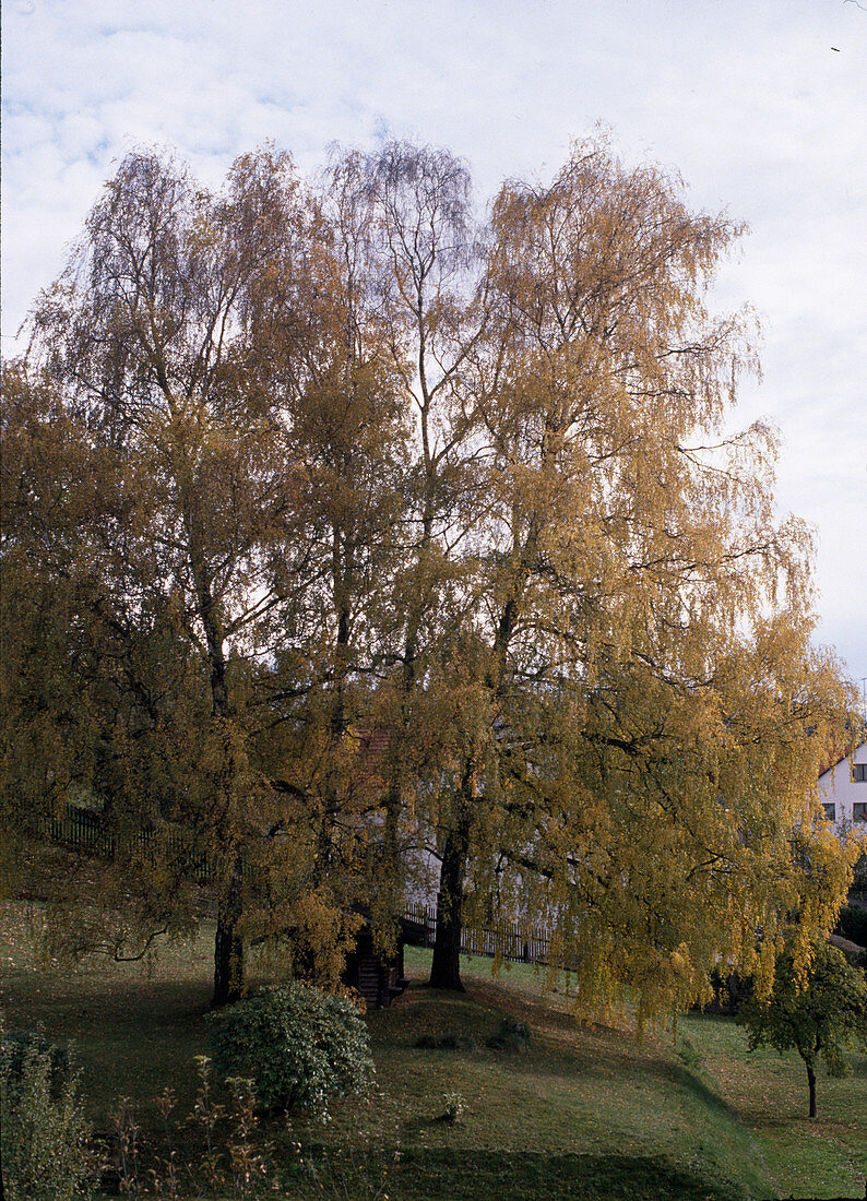 Betula pendula (Syn. Betula verrucosa)