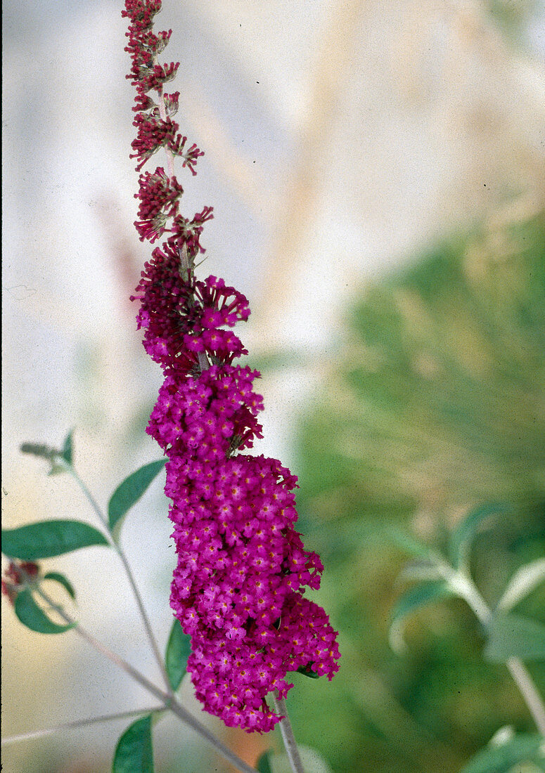 Buddleia davidii