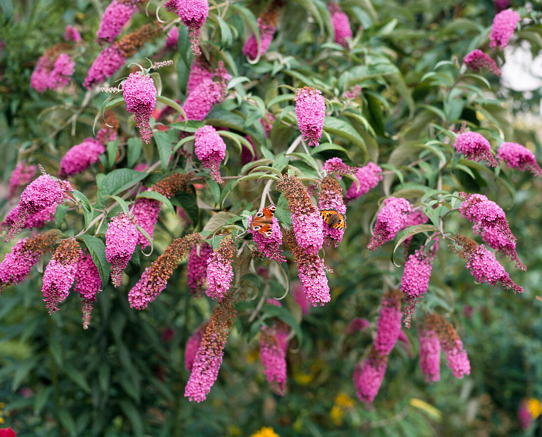 Buddleia davidii