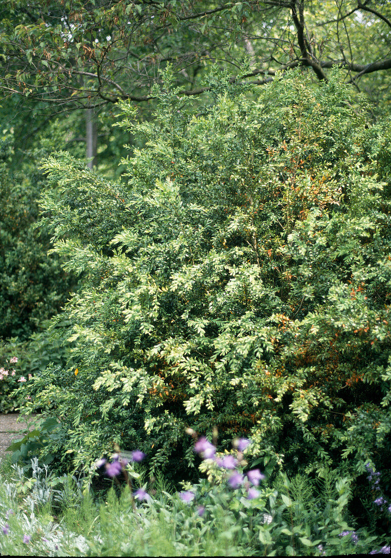 Buxus sempervirens