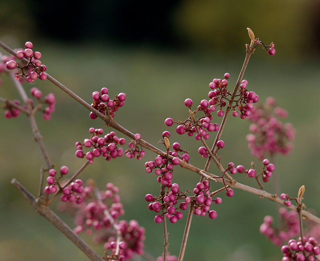 Callicarpa bodinieri giraldii (Beautiful fruit)