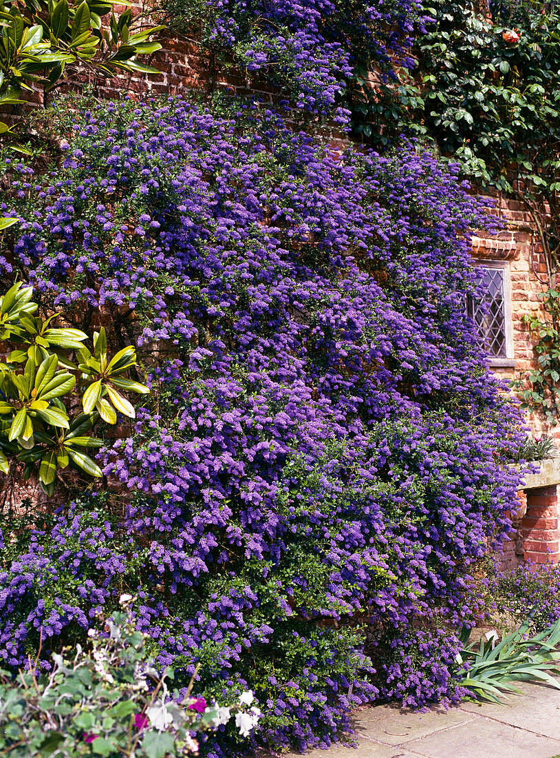 Ceanothus hybrid