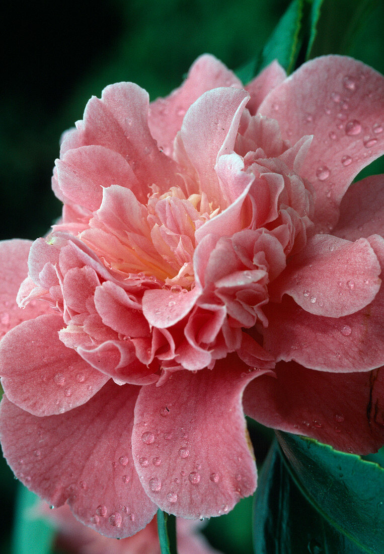 Camellia japonica