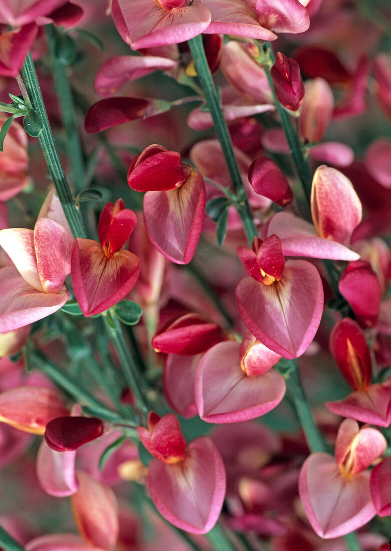 Cytisus praecox 'Hollandia'