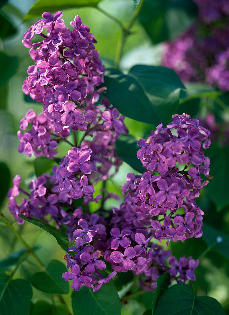 Syringa vulgaris (violetter, ungefüllter Flieder)