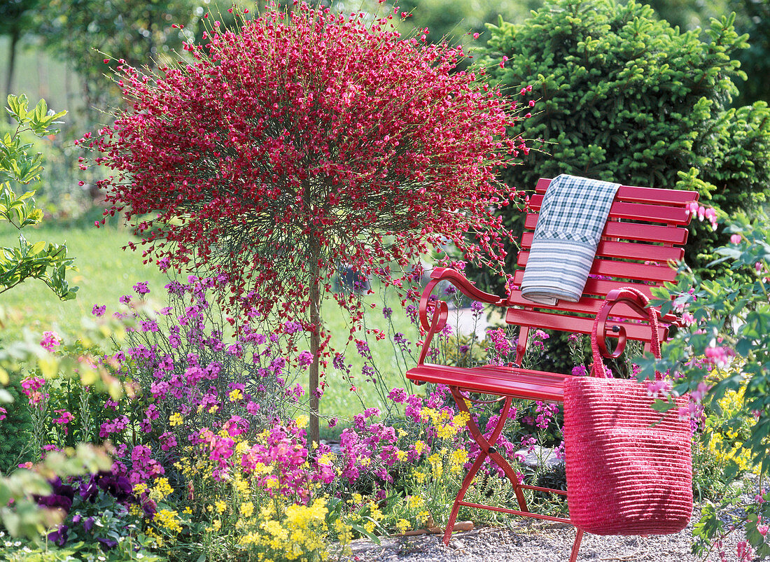 Cytisus 'Boskoop Ruby' (red broom), Erysimum (golden violet)