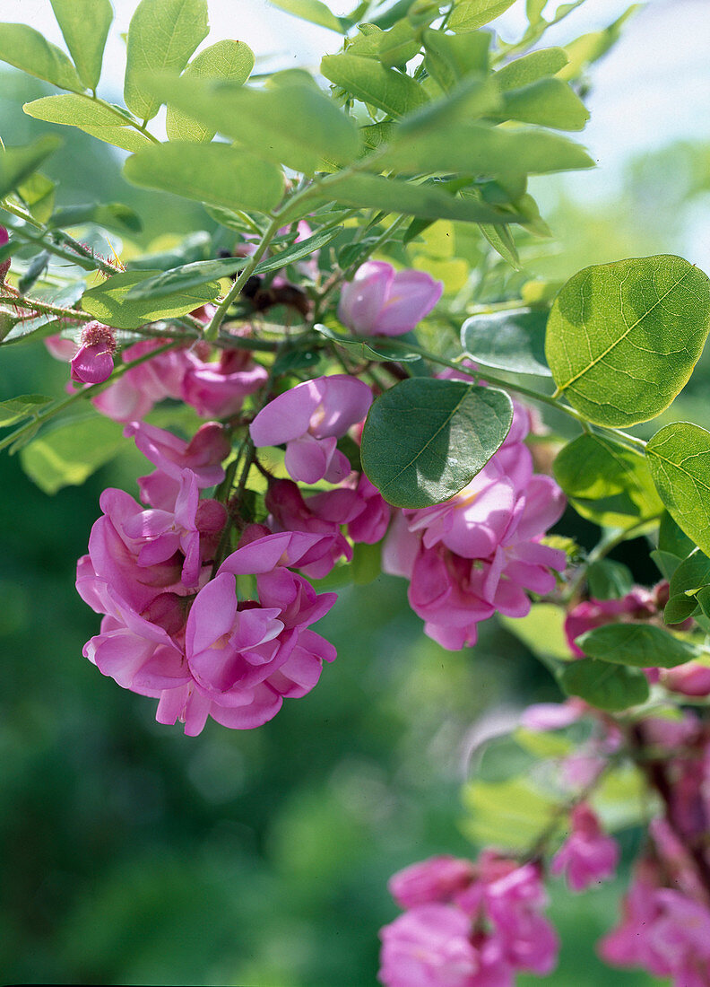 Robinia hispida 'Macrophylla' (bristly robinia)