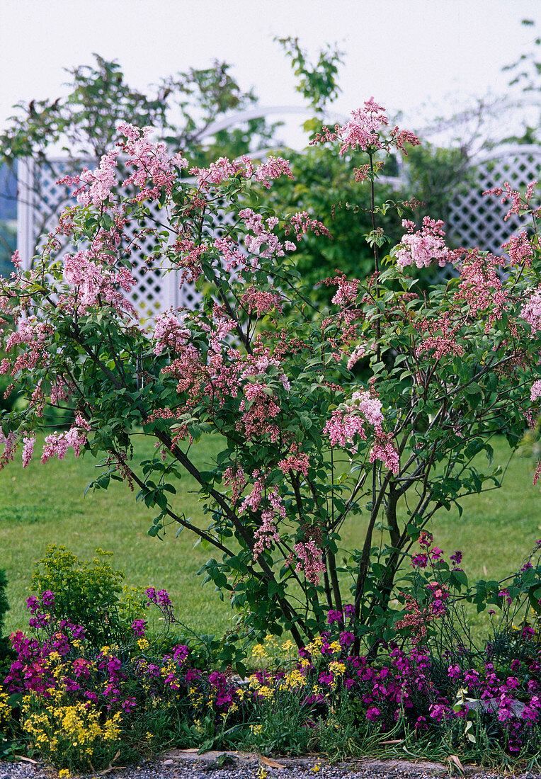 Syringa reflexa (bow lilac), Erysimum (golden violet)