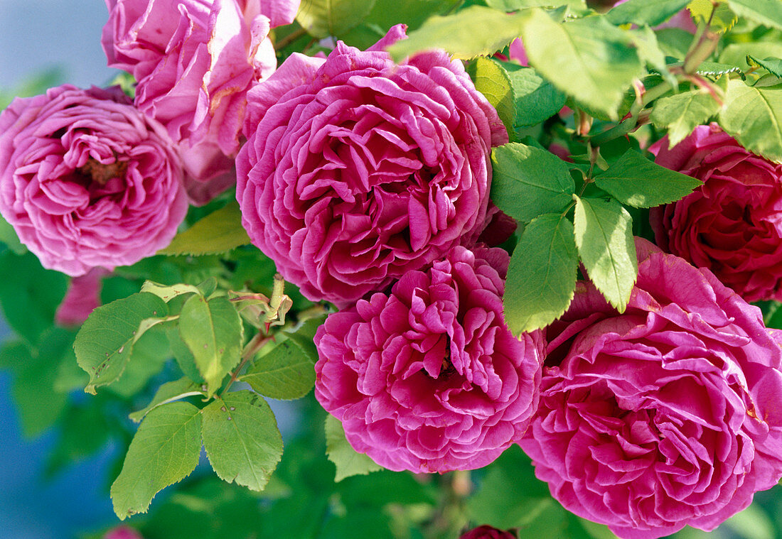 Rosa 'Mme Isaac Pereire' (Historic Bourbon Rose)