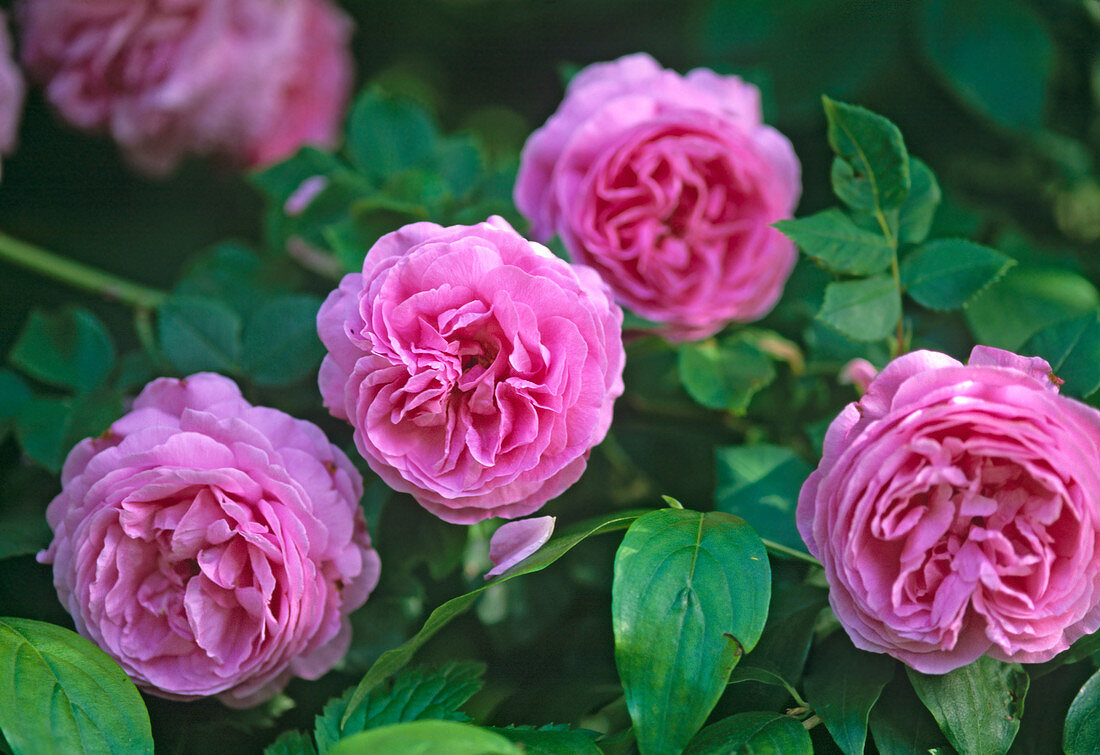 Rosa 'Louise Odier' ??(Bourbon rose), perennial, very fragrant