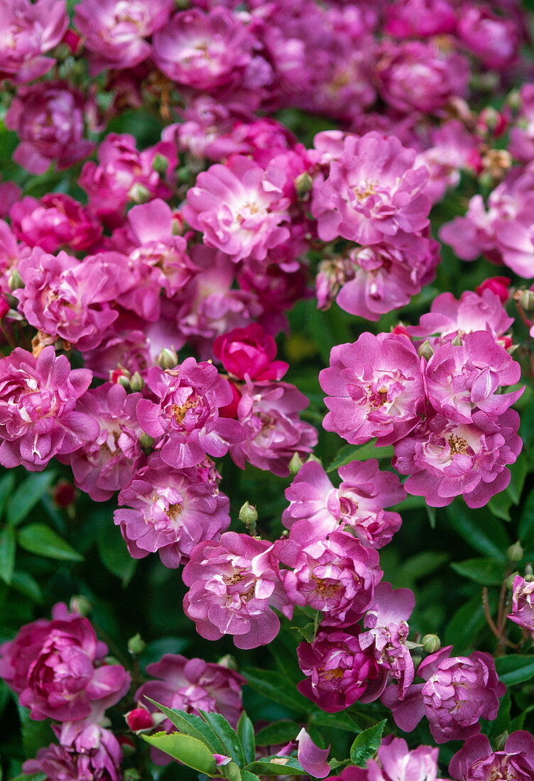 Rosa 'Veilchenblau' (stachellose, einmalblühende Ramblerrose)