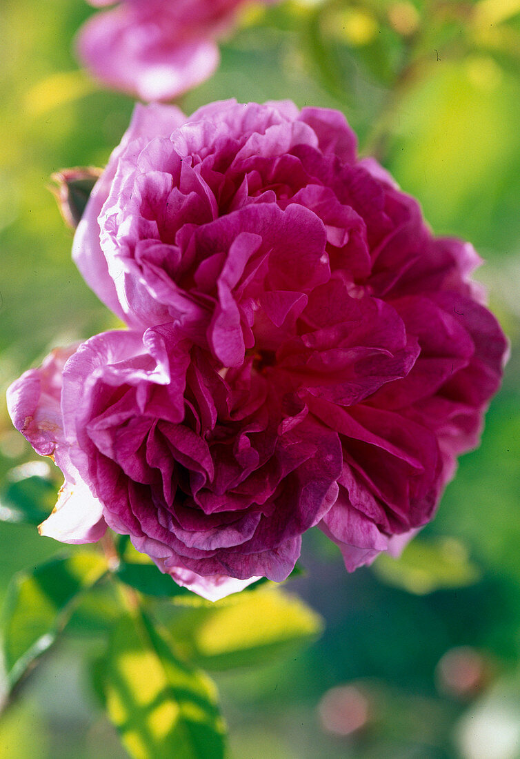 Rosa 'Tour de Malakoff' (historical rose, single flowering)