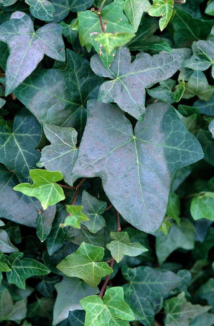 Hedera helix / Efeu mit Sonnenbrand