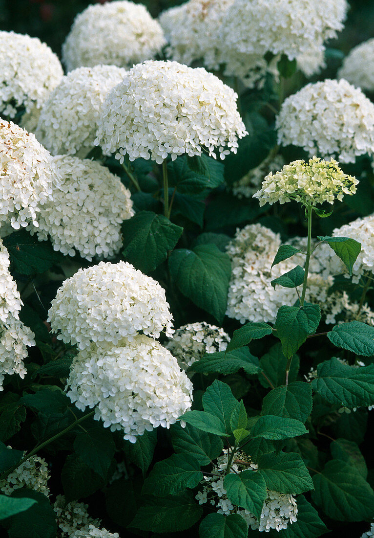 Hydrangea arborescens 'Annabelle' / Strauchhortensie