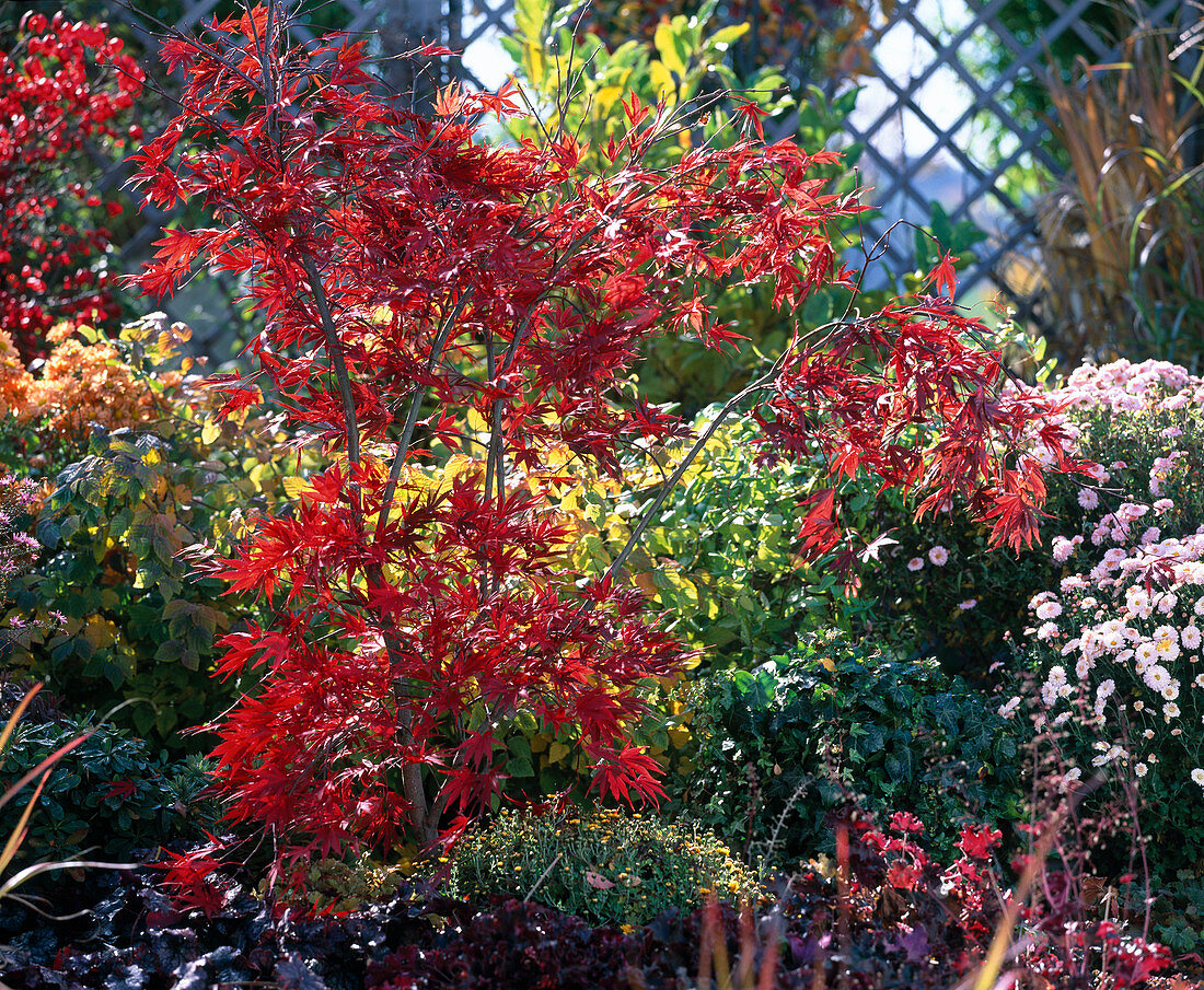 Acer palmatum (fan maple in autumn colour)