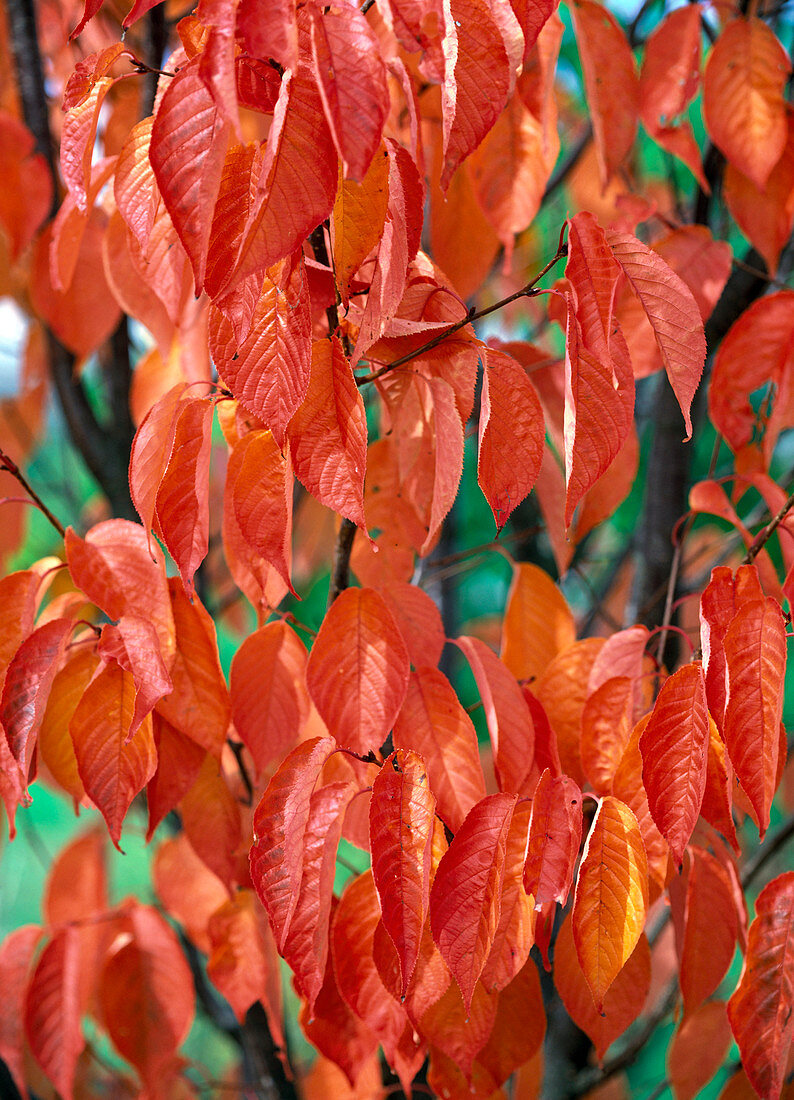 Prunus sargentii (Scarlet Cherry) - most beautiful autumn colour