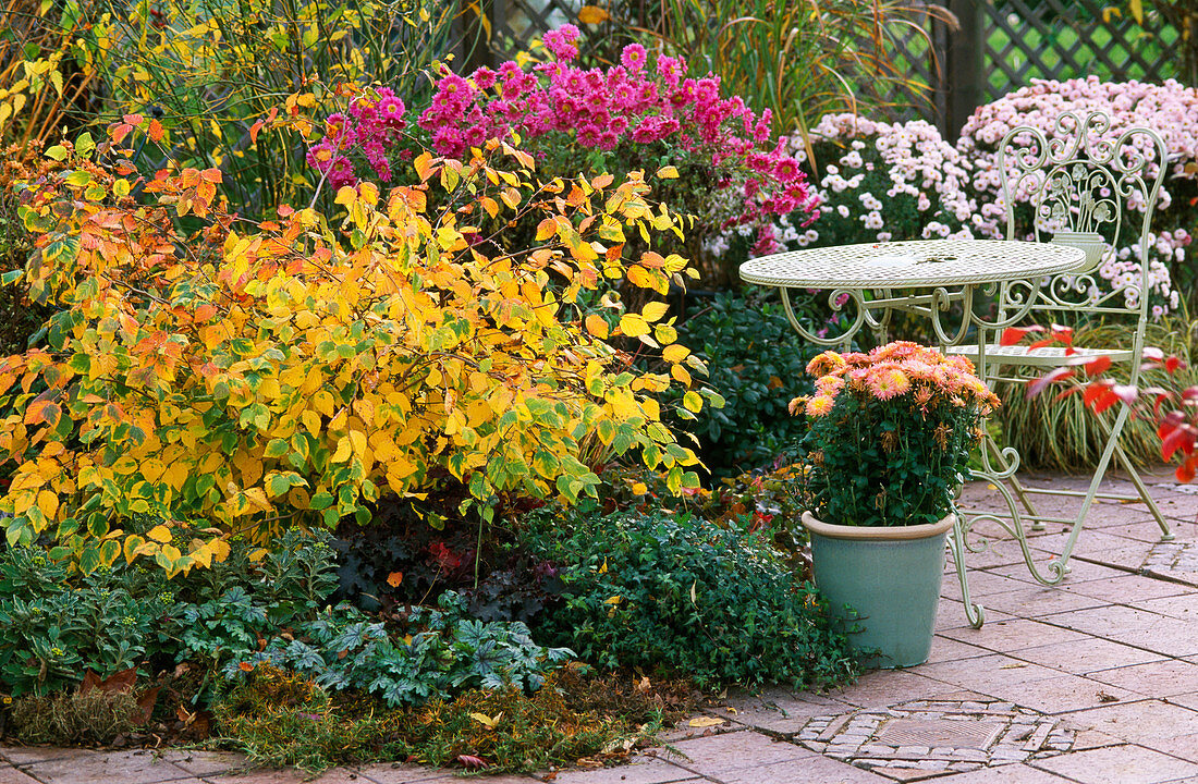 Corylopsis pauciflora (Scheinhasel), Chrysanthemum, Hedera (Efeu), Heuchera (Purpurglöckchen)