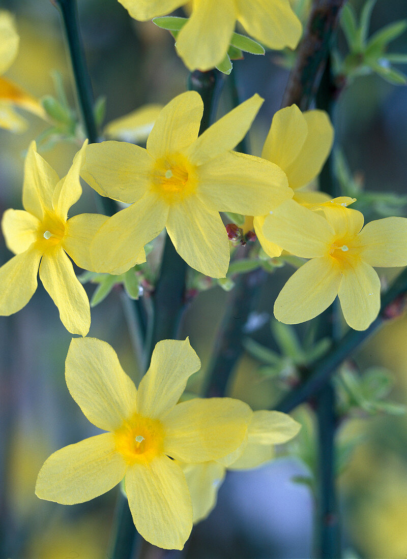 Jasminum nudiflorum / Winterjasmin