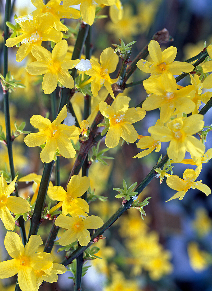 Jasminum nudiflorum (winter jasmine)