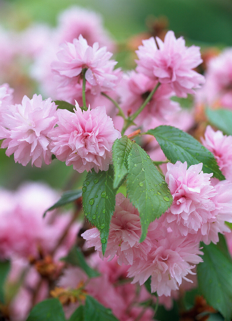 Prunus serrulata 'Kiku-shidare-zakura' (Blüten der Hängezierkirsche)