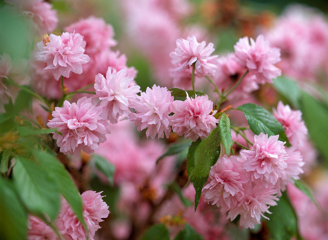 Prunus serrulata 'Kiku-Shidare-Zakura'