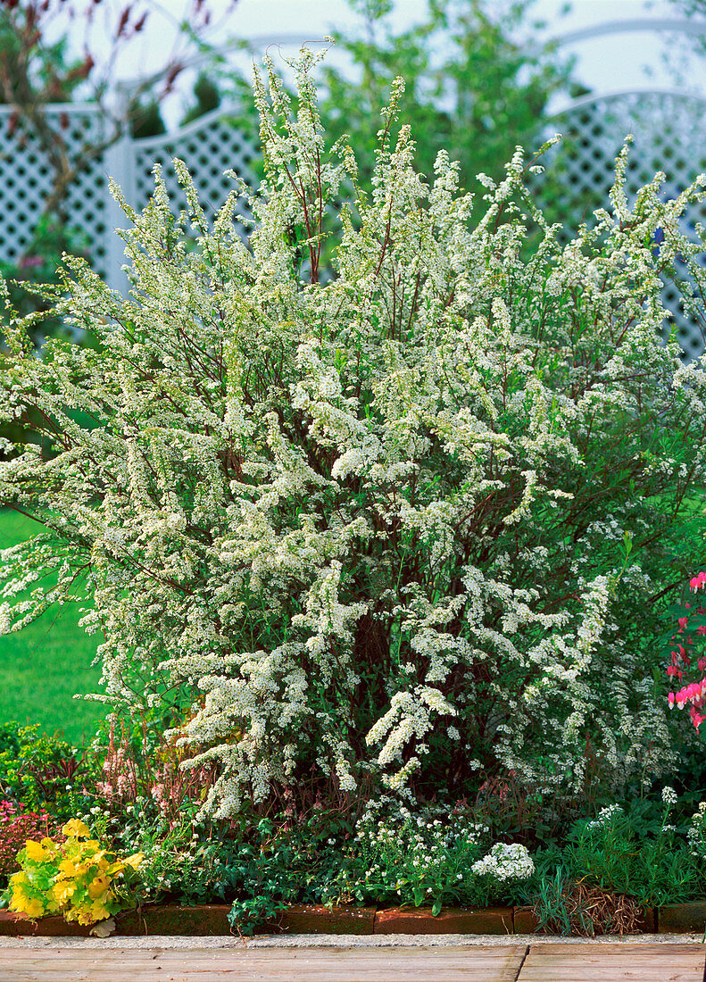 Spiraea arguta (bridal spirea), Tiarella (foam flower)