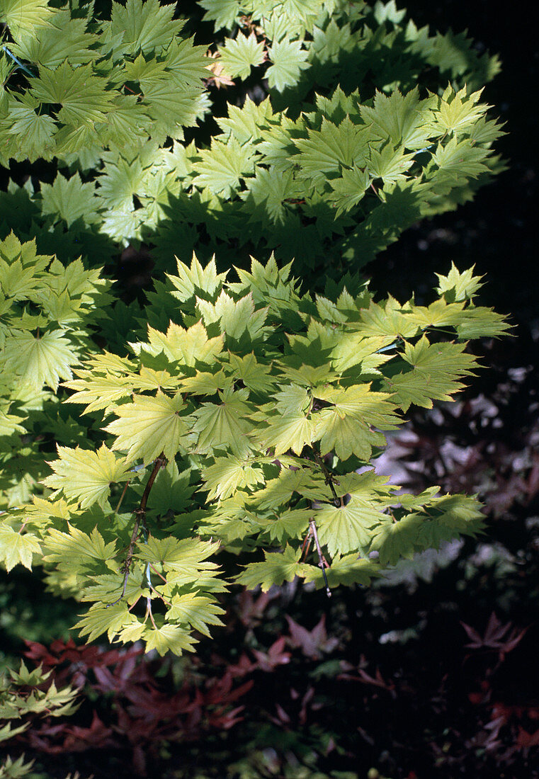 Acer japonicum 'Aureum'