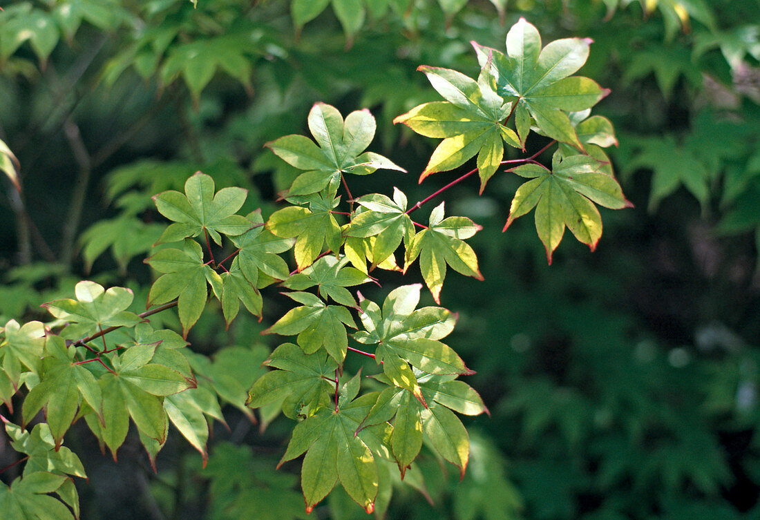 Acer palmatum