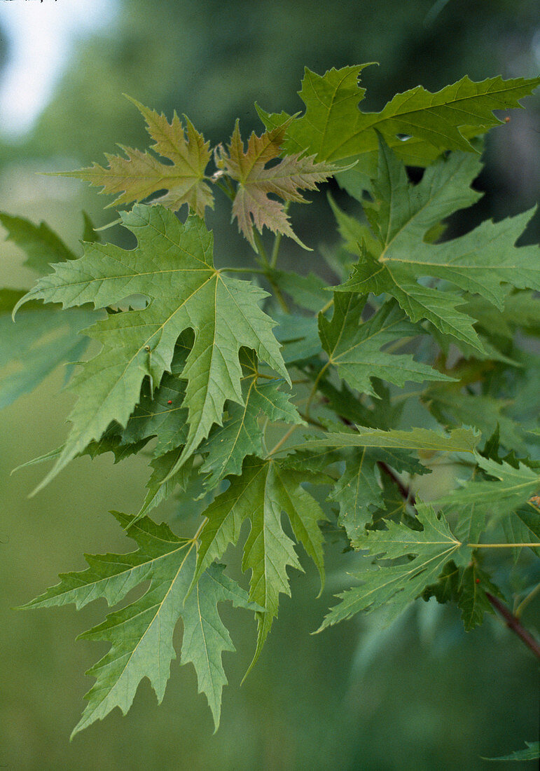Acer saccharinum 'Wierii'