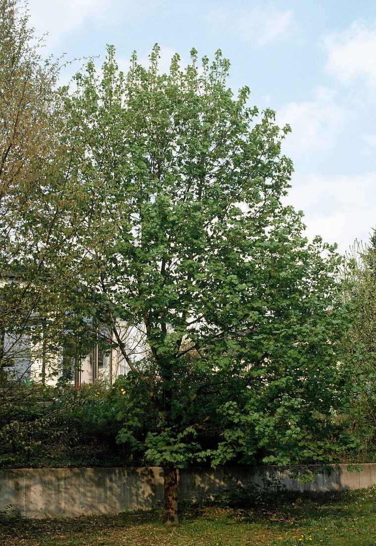 Acer pseudoplatanus