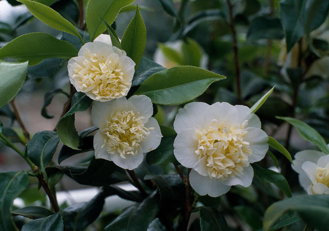Camellia 'Yury'S Yellow