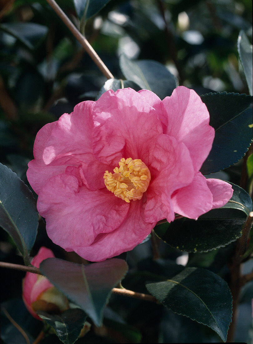 Camellia Sasanqua