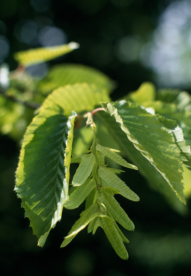 Carpinus betulus