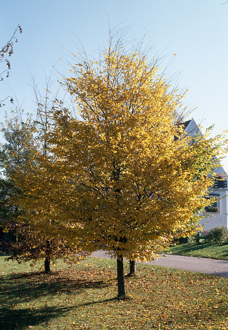 Carpinus betulus