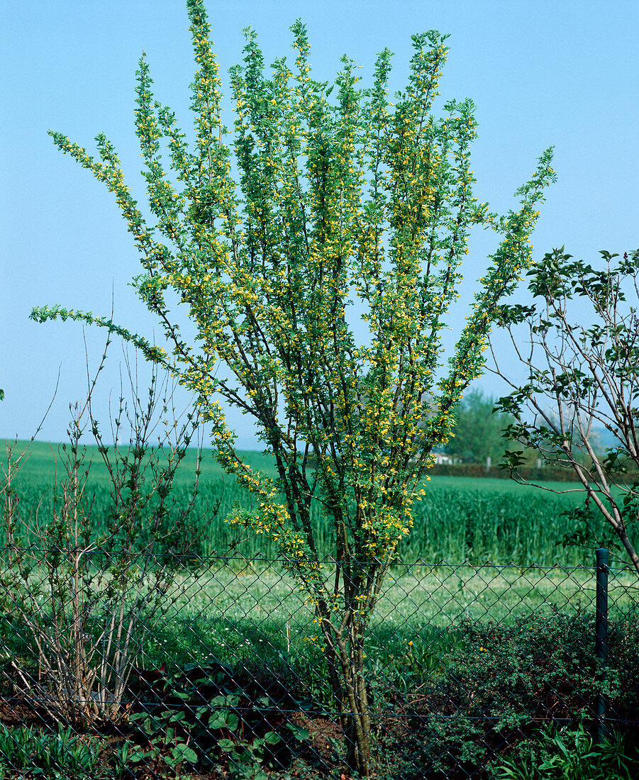 Caragana arborescens