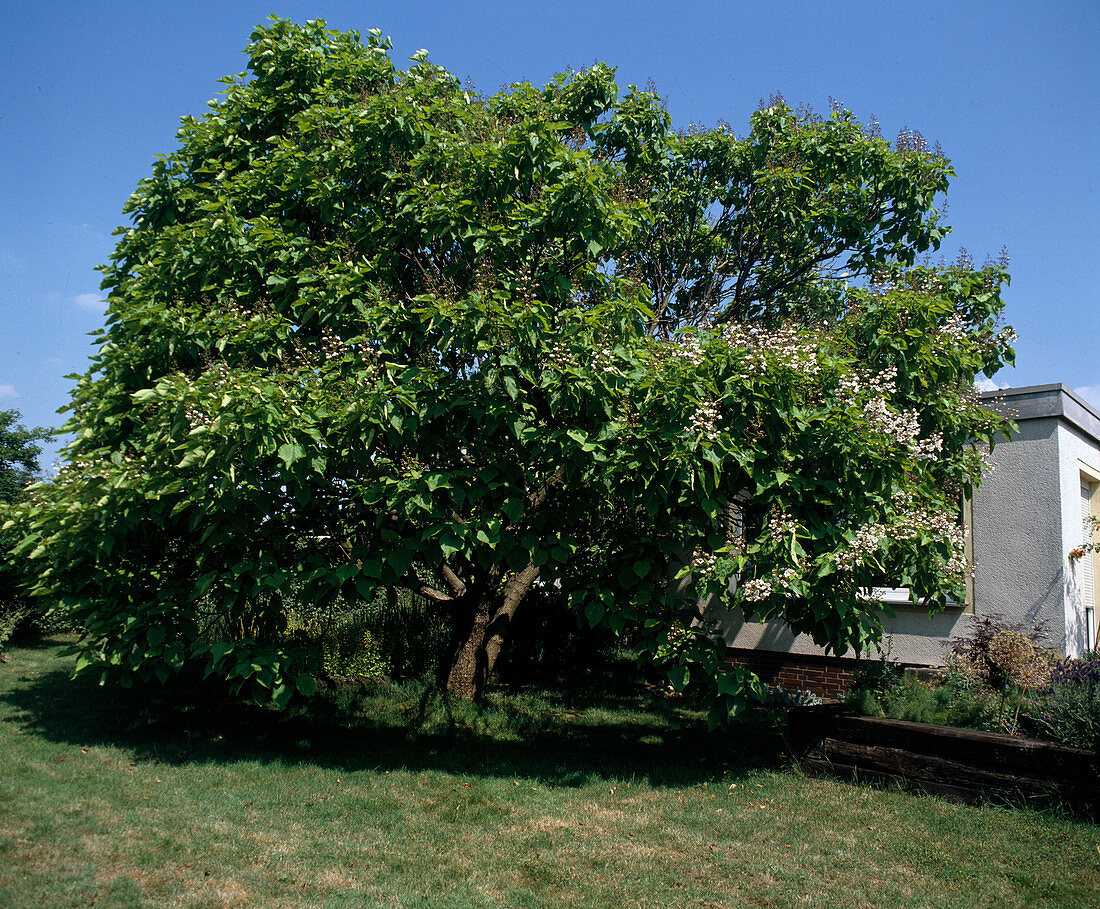 Catalpa bignonioides