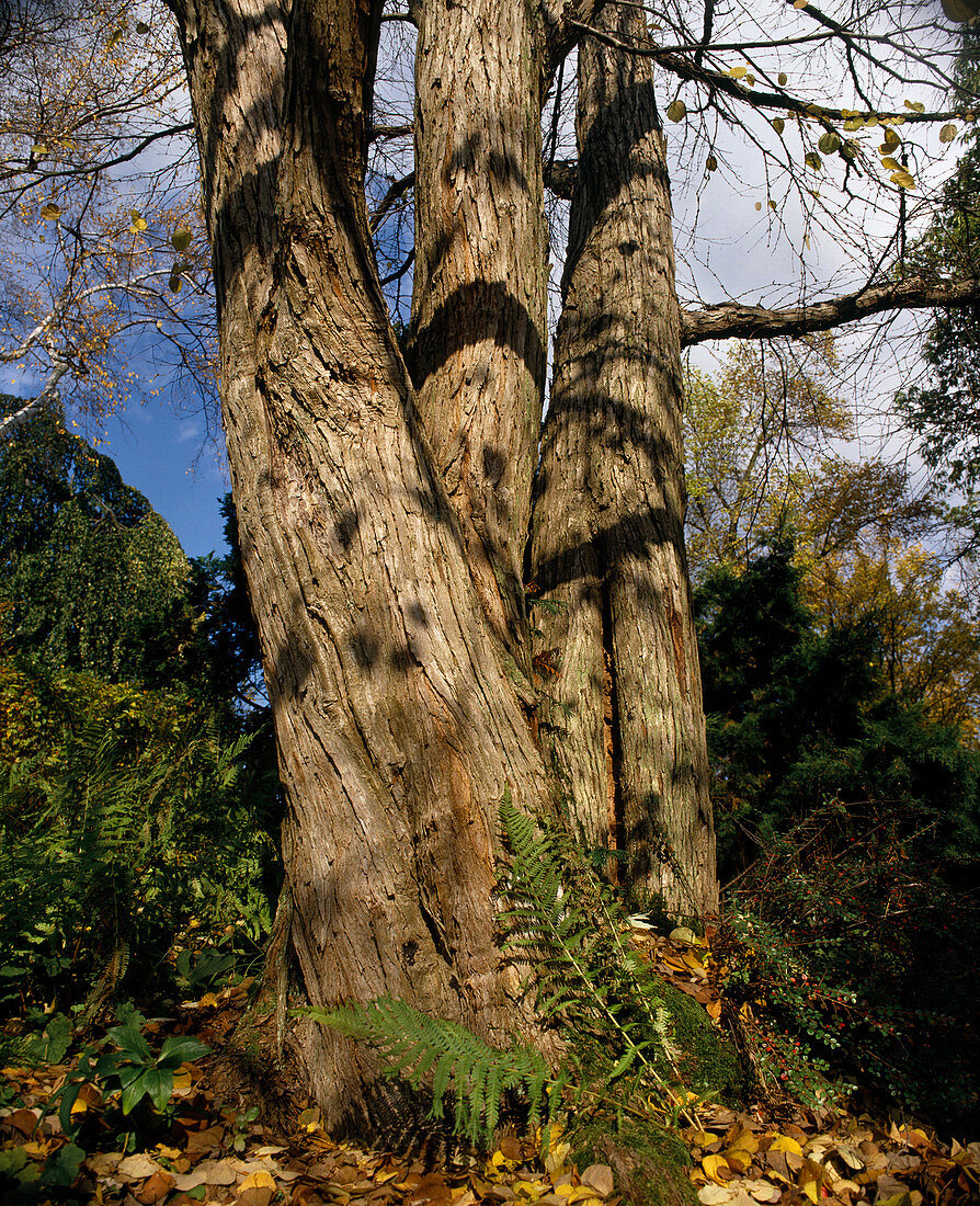 Cercidiphyllum japonicum (Catsura tree, cake tree, gingerbread tree)