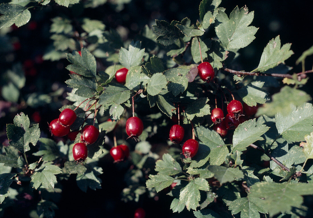 Crataegus