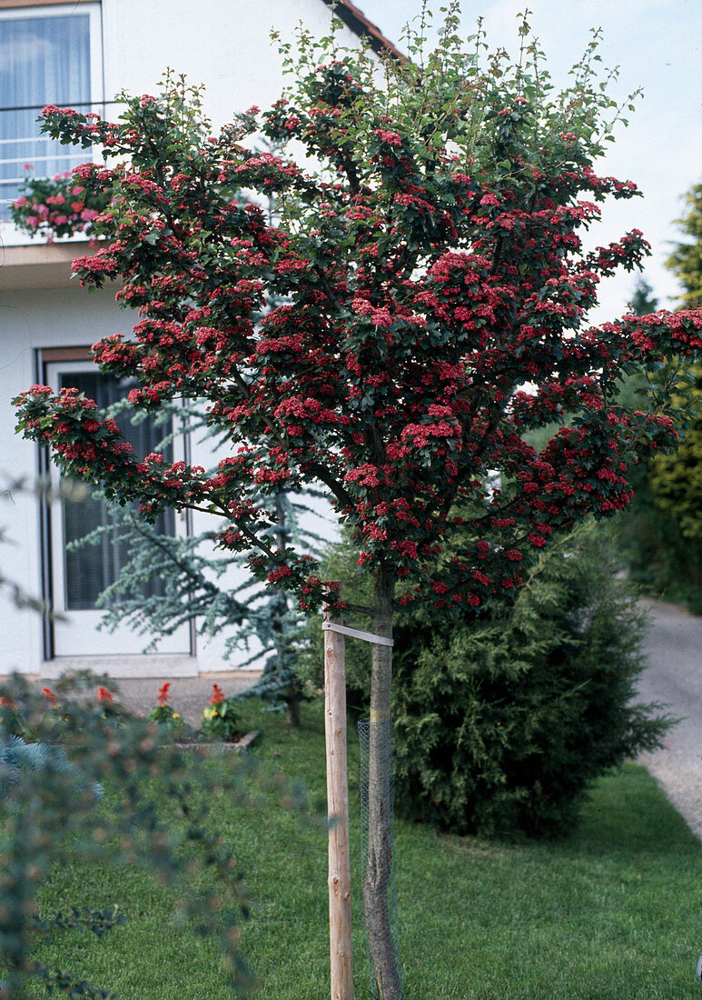 Crataegus LAEVIGATA 'Pauls SCARLET'