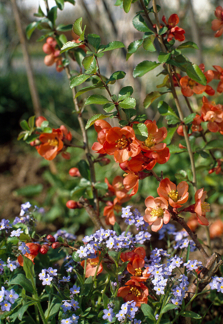 Chaenomeles japonica