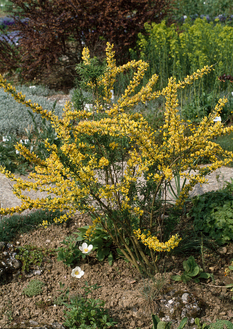 Cytisus ratisbonensis