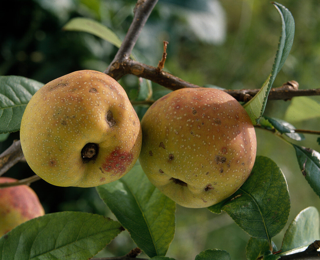 Chaenomeles Lagenaria