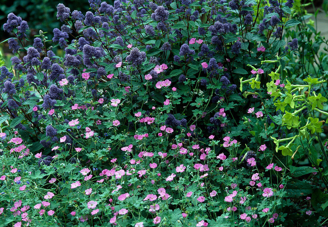 Ceanothus - Hybr. (Cushion flower)