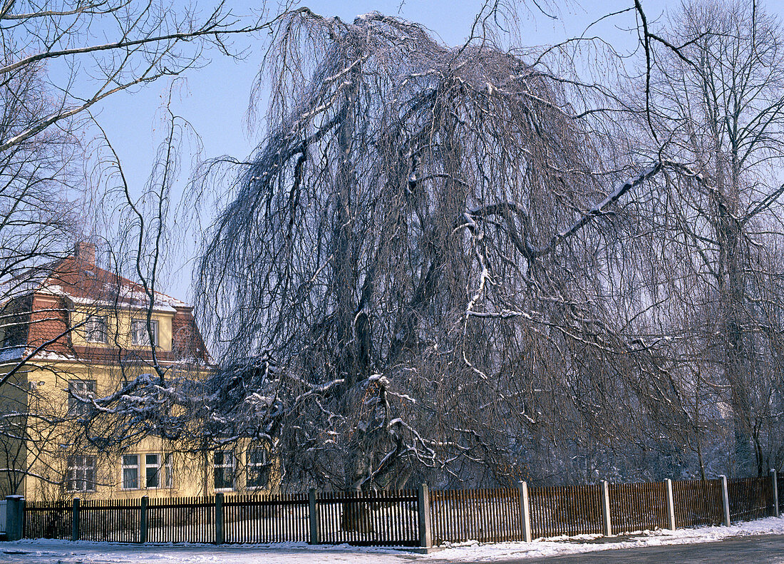 Fagus sylvatica 'Pendula' (Hanging beech)