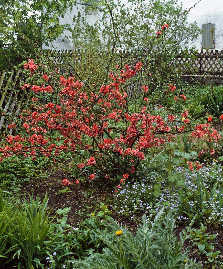 Bauerngarten: CHAENOMELES-Hybride