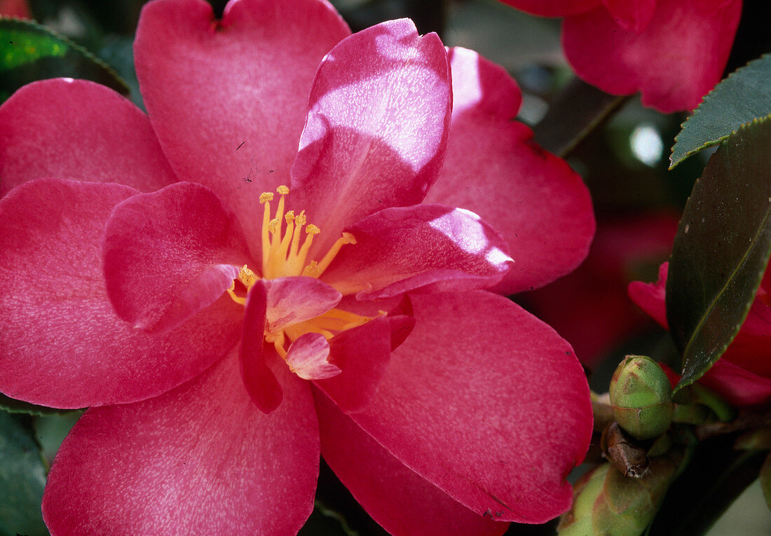 Camellia sasanqua - Hybr. 'Plantation Pink'