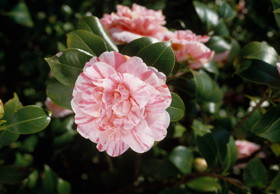 Camellia-Hybride