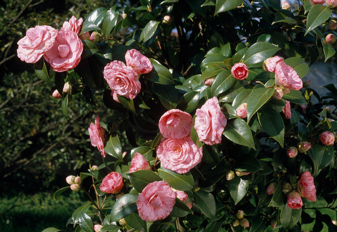 Camellia hybrids