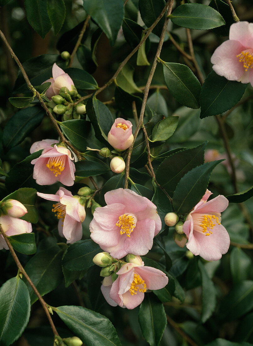 Camellia x hybrid 'Fragrant Bells'