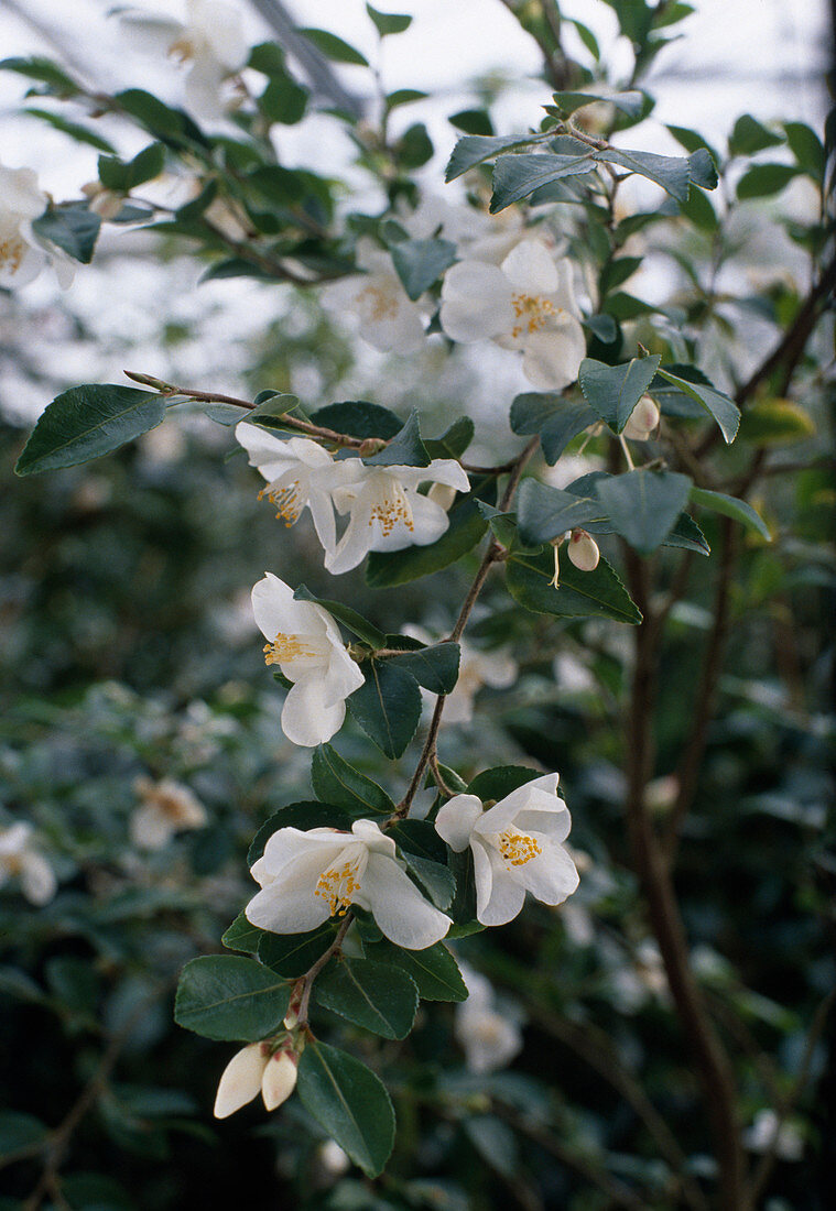 Camellia Lutchuensis